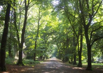 Alexandra-Park